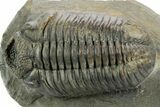 Prone Phacopid (Drotops) Trilobite - Mrakib, Morocco #363268-3